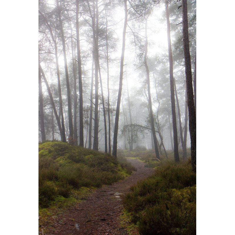 Ref SP : 1740908436.tif